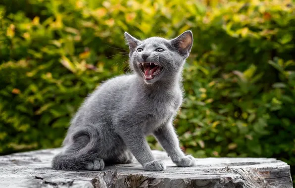 Cat, look, nature, pose, kitty, grey, stump, mouth
