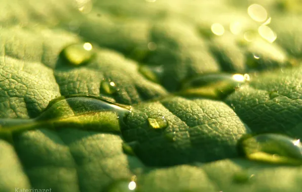 Water, macro, nature, drop, Sheet, plants