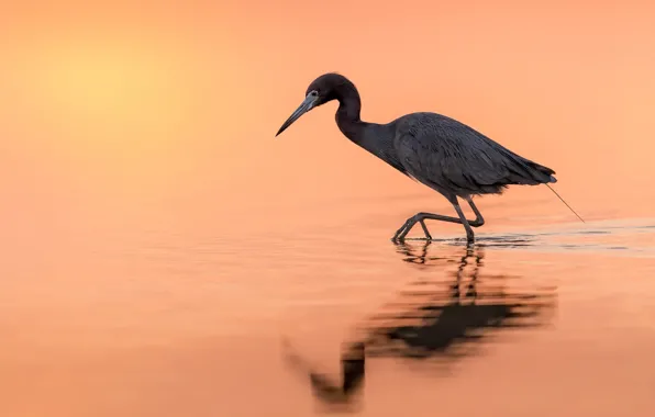Nature, bird, Egretta caerulea, Little Blue Heron