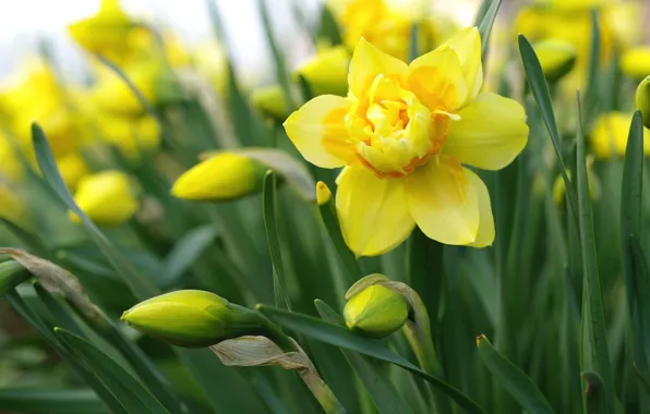 Picture macro, yellow, daffodils