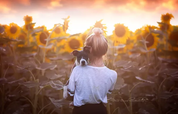 Picture sunflowers, dog, girl