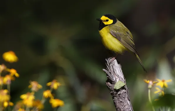 Leaves, light, flowers, the dark background, bird, branch, yellow, bitches