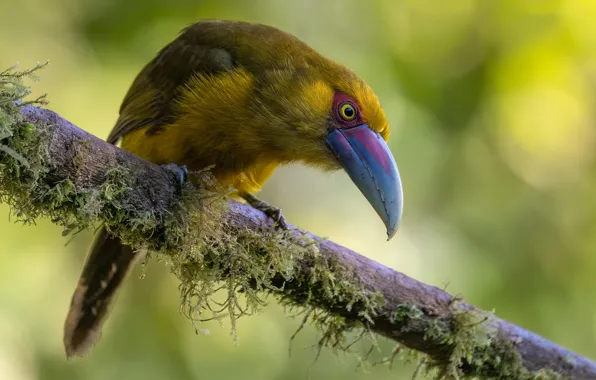 Pose, background, bird, moss, branch, Toucan, bokeh