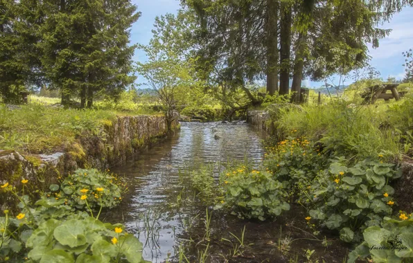 Picture greens, landscape, river