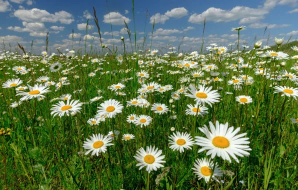 Picture flowers, chamomile, meadow, Russia