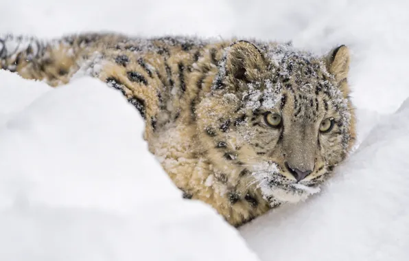 Picture face, snow, predator, lies, IRBIS, snow leopard, wild cat, snow leopard