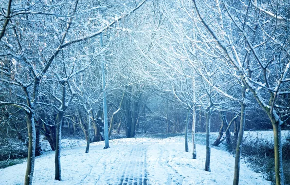 Winter, snow, trees, landscape, snowflakes, nature, winter, landscape