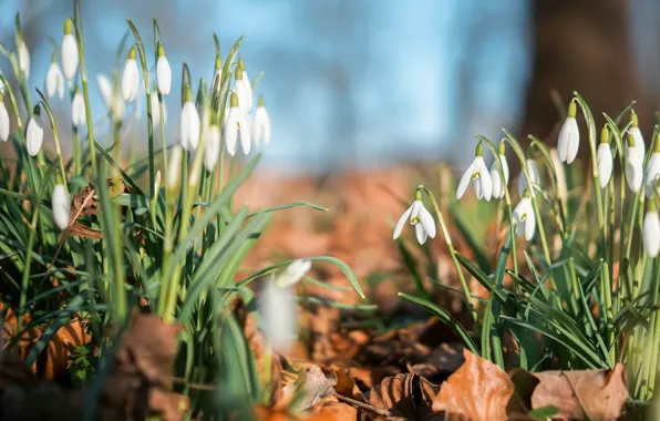 Picture light, flowers, mood, glade, spring, snowdrops, a lot, buds