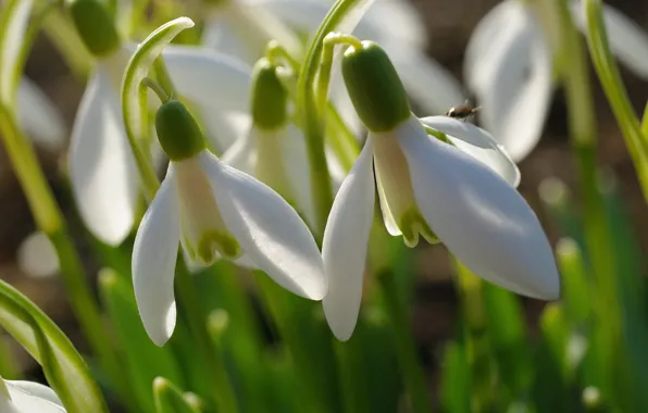 Flowers, nature, tenderness, plants, spring, snowdrops, primroses, cottage