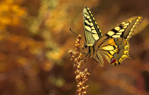 Macro, light, butterfly, plant, yellow, bokeh