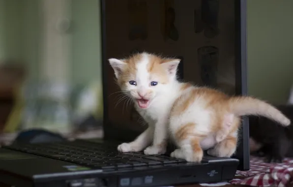 Baby, laptop, kitty, laptop
