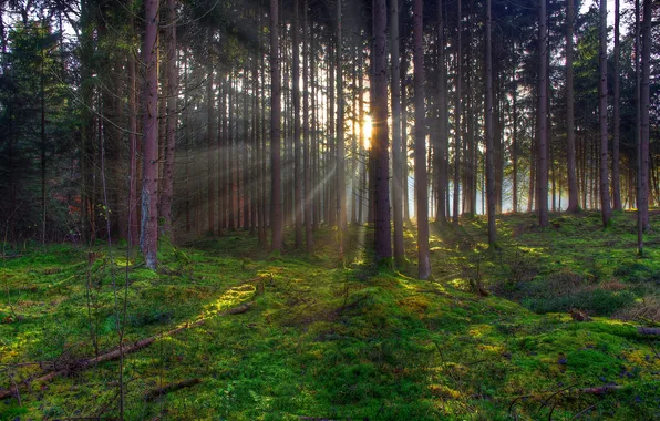 Forest, trees, sunset