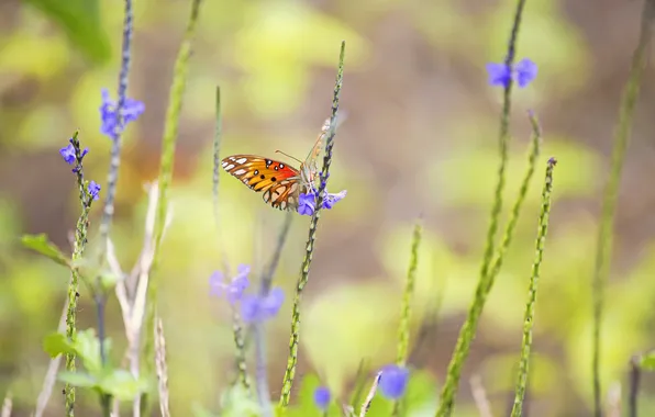 Picture macro, butterfly, insect, city