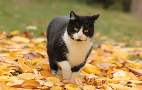Picture cat, black and white, walk, autumn leaves