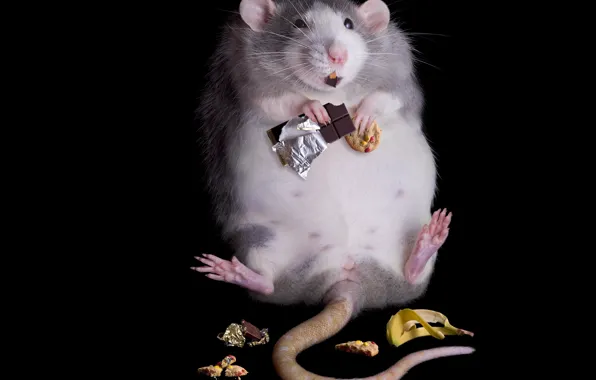 Picture BACKGROUND, TAIL, BLACK, FOOD, BANANA, BREAD, RAT, CHOCOLATE