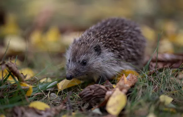 Picture autumn, grass, leaves, hedgehog, bokeh