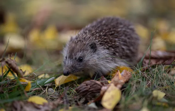 Autumn, grass, leaves, hedgehog, bokeh