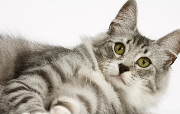 Picture cat, cat, look, pussy, white background, cat, Kote