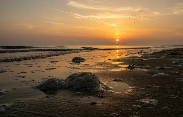 Picture sea, wave, beach, the sky, foam, sunset, bird, shore