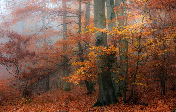 Autumn, forest, trees, branches, fog, Park, trunks, foliage