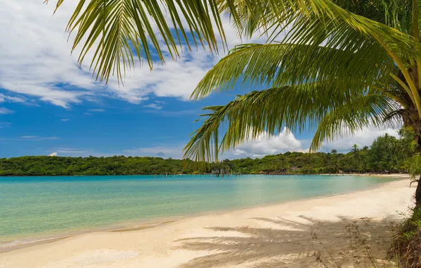 Sand, sea, beach, summer, the sky, palm trees, summer, beach