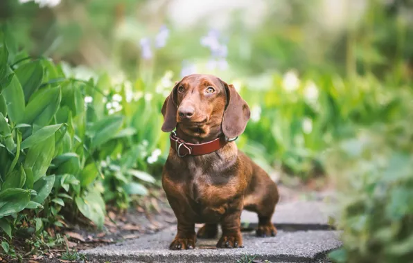 Picture greens, look, each, dog