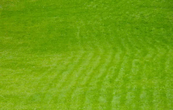 Greens, field, autumn, grass, widescreen, Wallpaper, texture, wallpaper