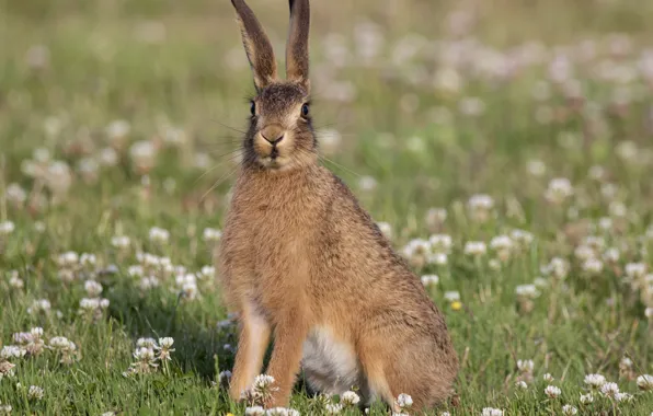 Grass, look, hare, ears