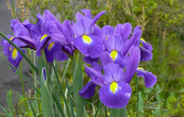 Flowers, spring, flowerbed, irises, lilac