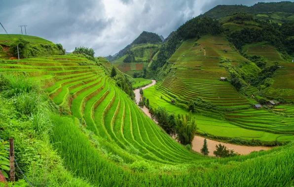 Greens, grass, trees, mountains, house, river, Vietnam, plantation