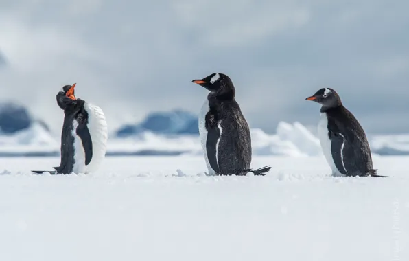 Snow, birds, penguins, Antarctica, Antarctica, a gentoo penguin, Wilhelmina Go