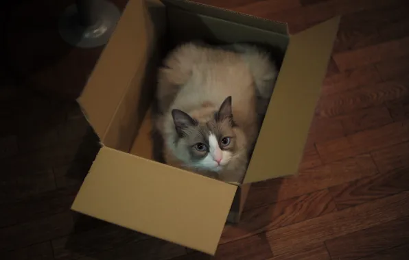 Cat, eyes, look, box