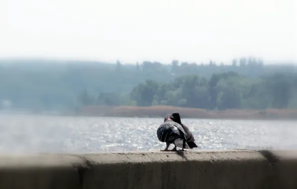 PAIR, RIVER, BIRDS, PIGEONS