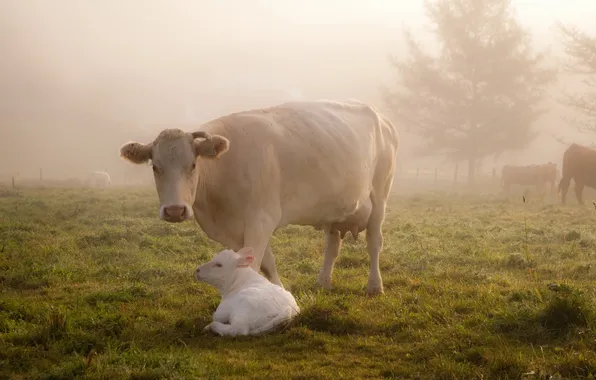 Field, fog, cow, cattle, calf