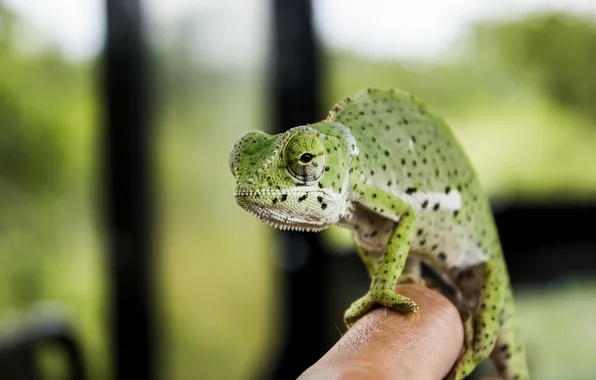 Picture macro, lizard, chameleon