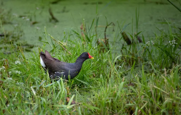 Picture Moorhen, Dmitry Chudinin, the marsh chicken