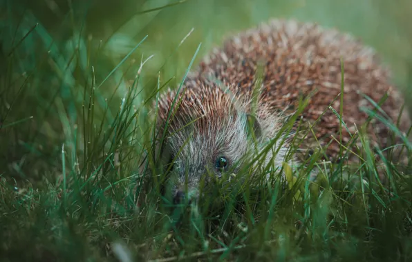 Greens, grass, nature, hedgehog, face, hedgehog, bokeh, Peeps