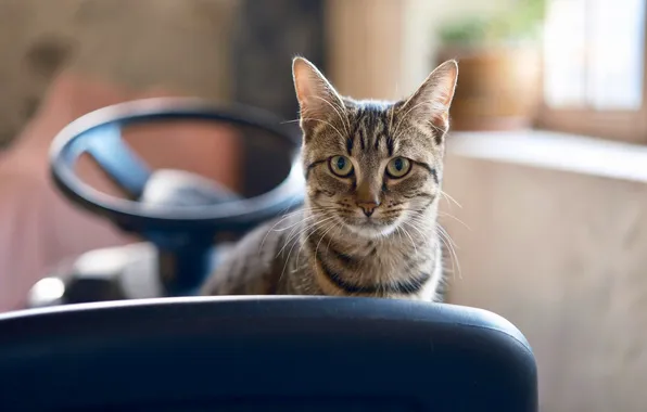 Cat, cat, look, light, pose, grey, portrait, chair