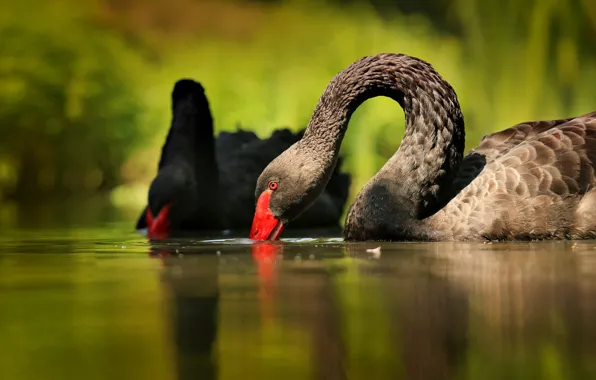 Birds, pair, swans, pond, black, two swans