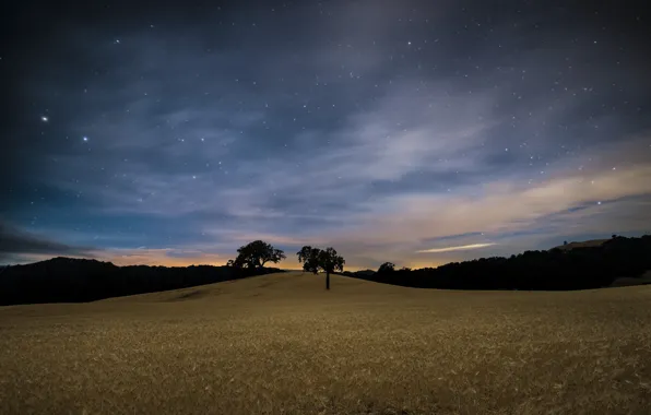 Picture field, the sky, stars, trees