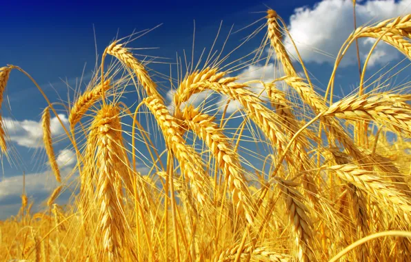 Wheat, field, the sky, the sun, clouds, yellow, ears, closeup