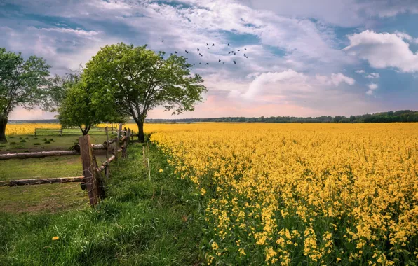 Picture field, the fence, rape