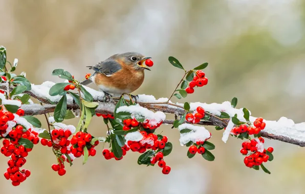 Picture winter, leaves, snow, branches, berries, background, bird, beak