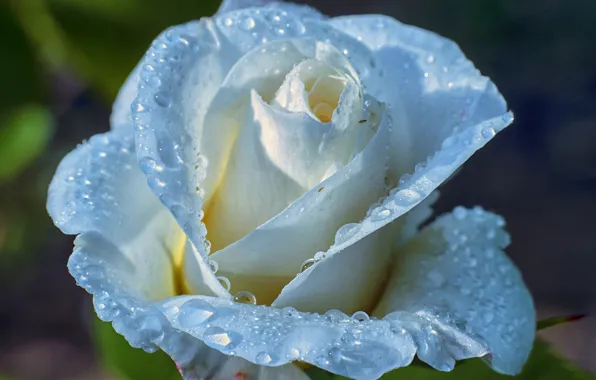 Water, drops, Rosa, roses, petals