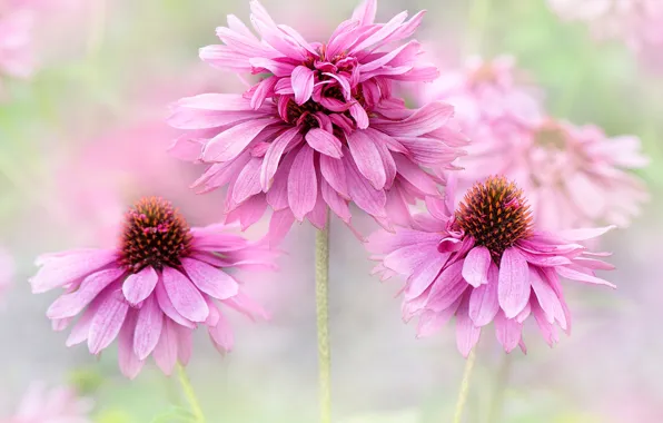 Summer, flowers, blur, petals, pink, rudbeckia, Echinacea