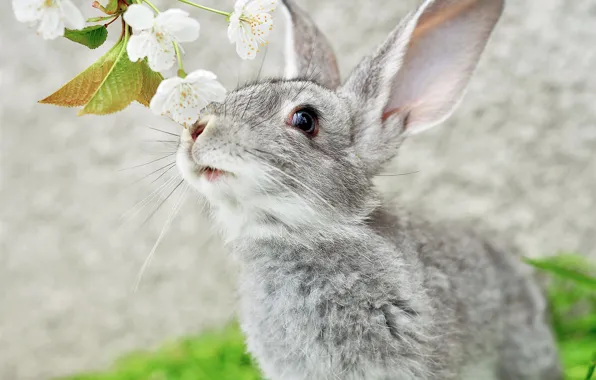 Mustache, branches, grey, rabbit, muzzle, ears