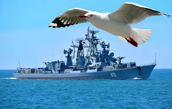 Picture Quick-witted, ship, guard, seagulls