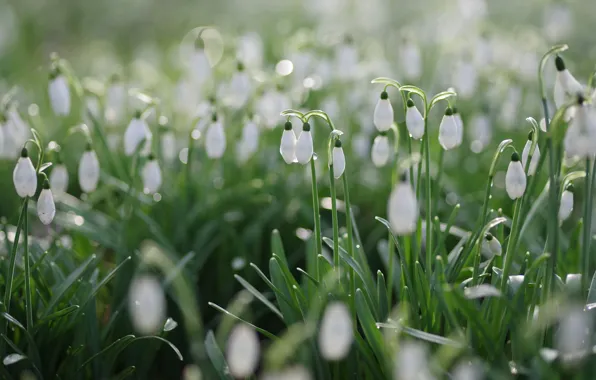 Picture greens, drops, light, flowers, glade, blur, spring, snowdrops