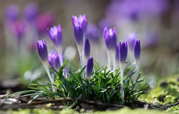 Flowers, glade, tenderness, blur, spring, crocuses, buds, lilac