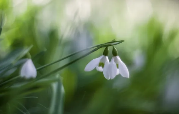 Light, flowers, blur, spring, snowdrops, white, Duo, blur